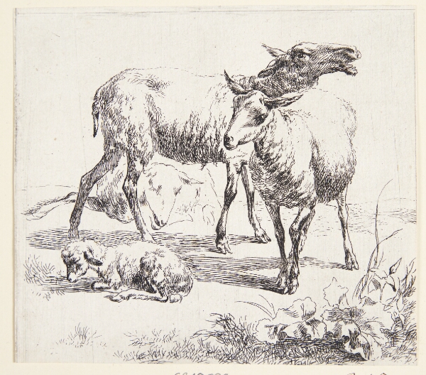 Nicolaes Berchem, To stående får og et lam