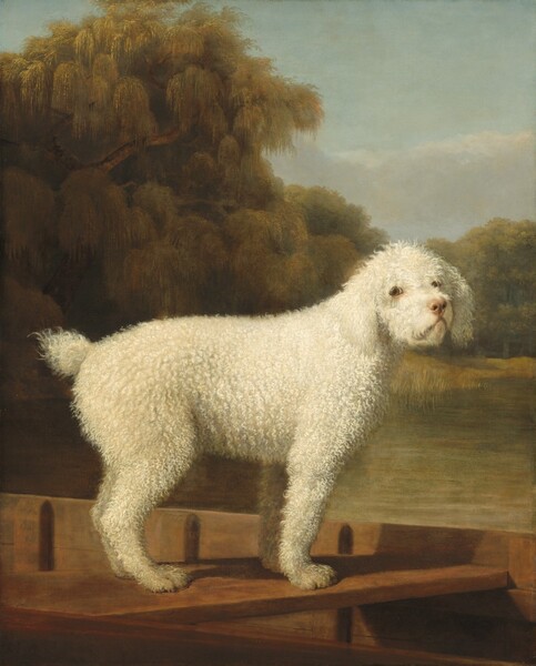 George Stubbs, White Poodle in a Punt