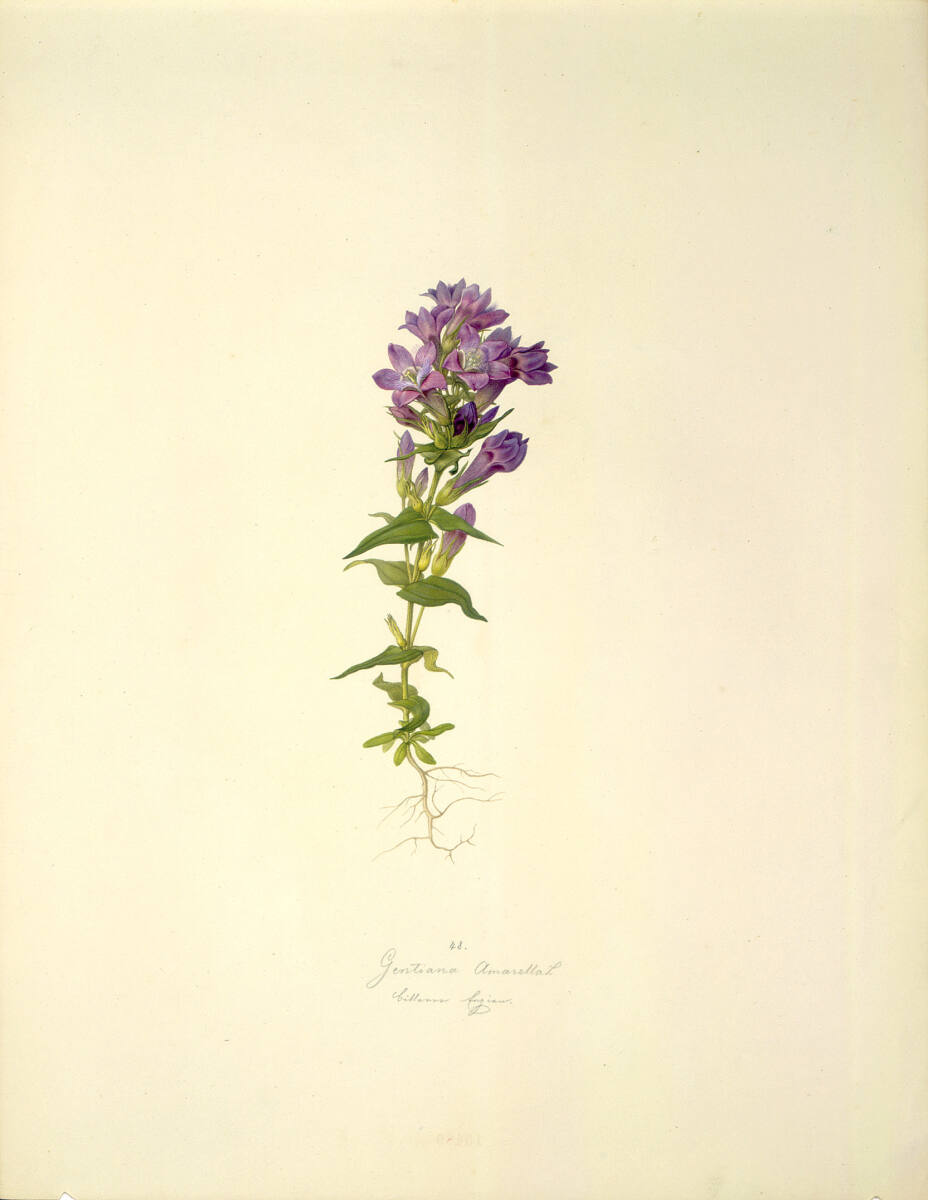 AugustRokert, Gentiana Amarella L - Bitterer Fransenenzian