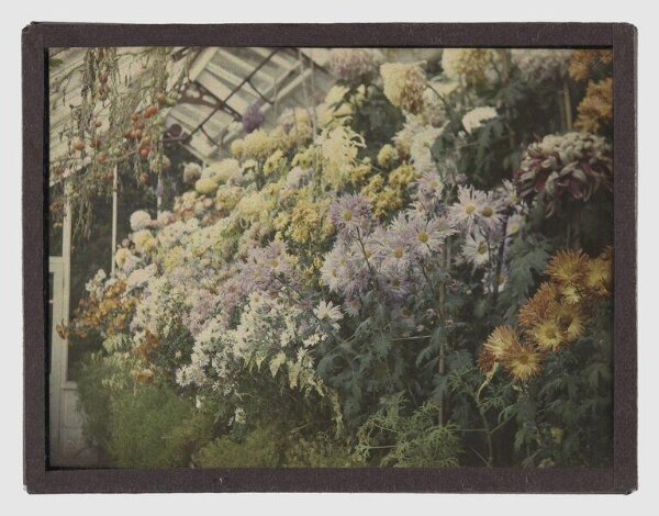 Unknown, Greenhouse interior