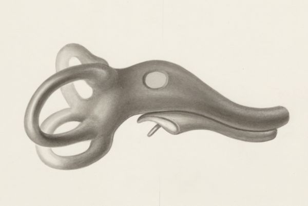 H.G Wetselaar, Sensory organs on an embryo