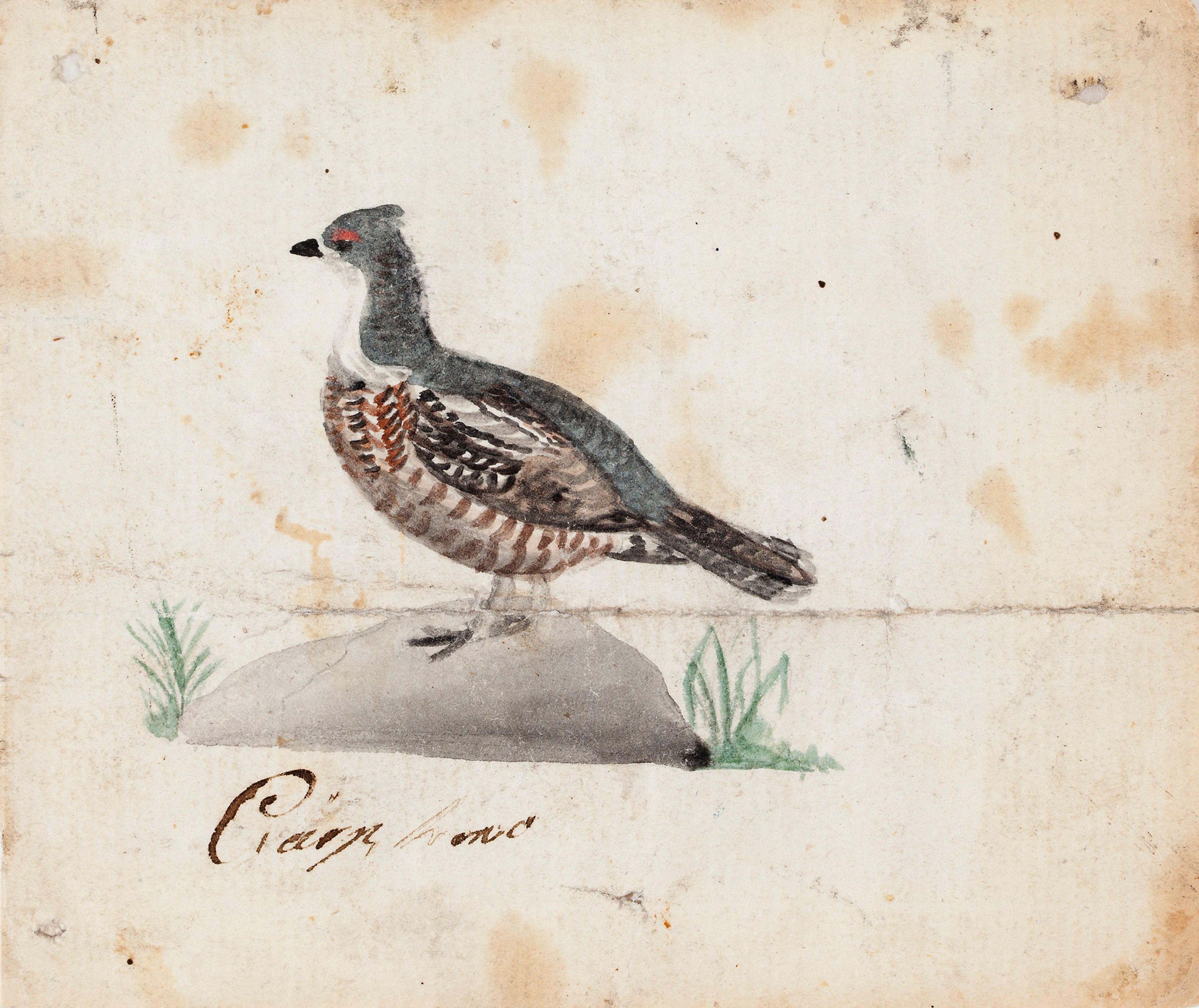 Ferdinand von Wright, Hazel Grouse, Female