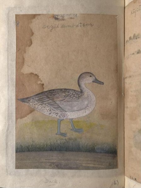 Unknown, A coot and a duck