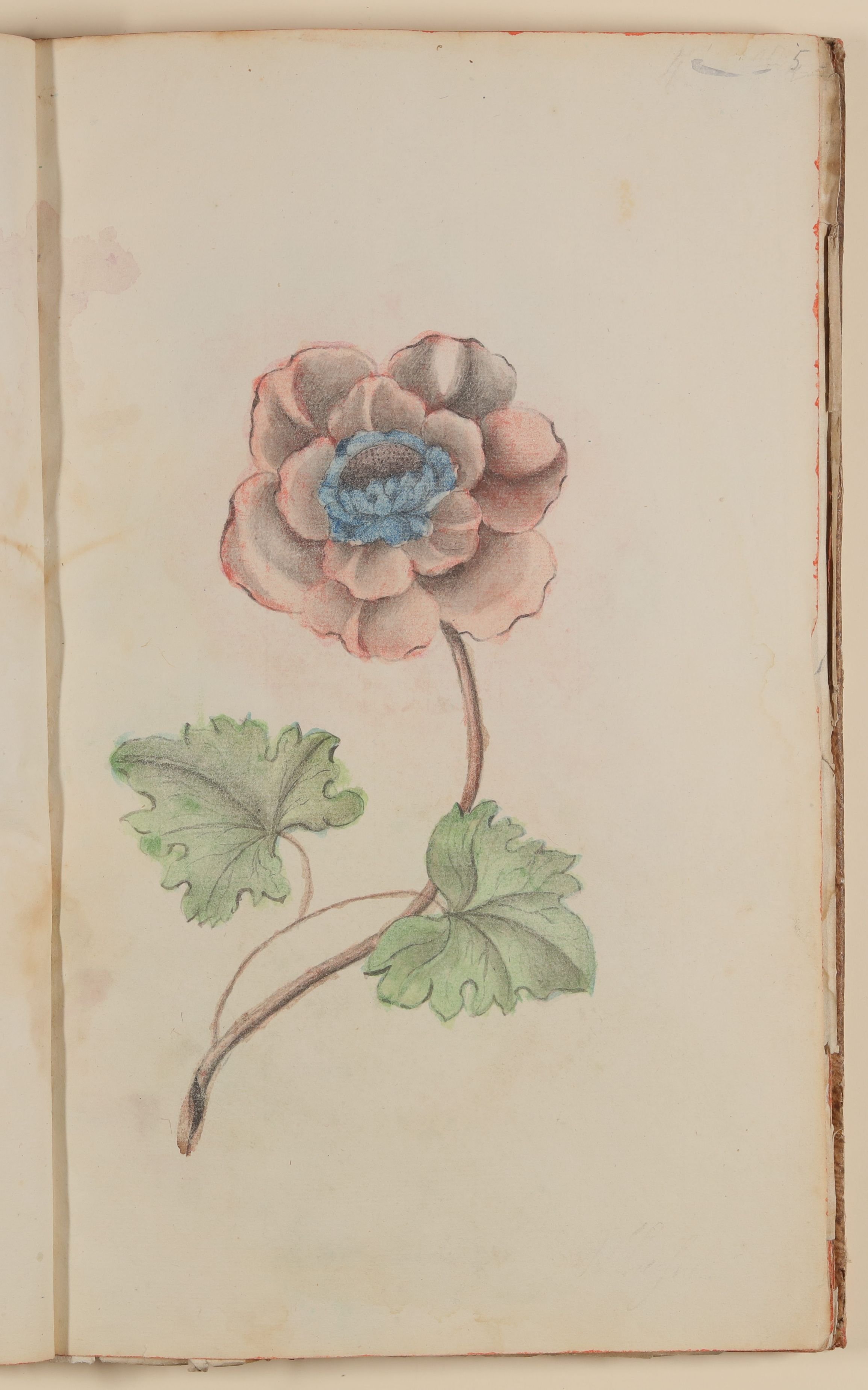 Marianne Franziska Seiffert von Klettenberg, Mohn [aus einem Skizzenbuch der Marianne Franziska Seiffert von Klettenberg]