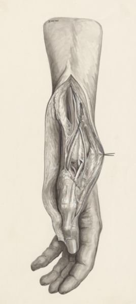 J Wetselaar-Whittaker, Muscular tissue of the hand