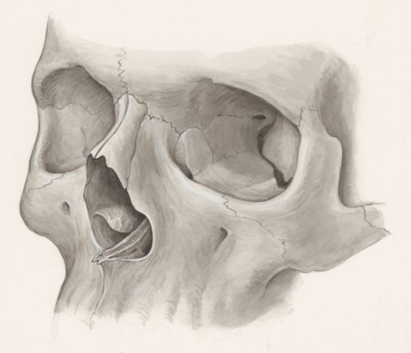 J Wetselaar-Whittaker, Frontal view of the human skull