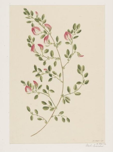 Unknown, Drawing