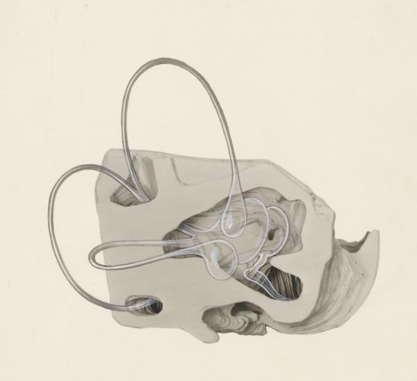 J Tinkelenberg, Sensory organs on an embryo