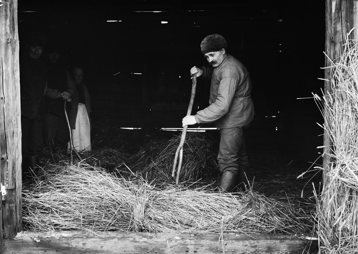 Paul Sandberg, C V Rönnqvist visar hur långhalmskärven "skäktas" med "tjyva" sedan "svepen" bundits, Villsberga, Biskopskulla socken, Uppland
