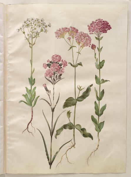 Hans Simon Holtzbecker, Saxifraga paniculata (klippe-stenbræk); Silene viscaria (almindelig tjærenellike); Silene armeria (knippe-limurt);