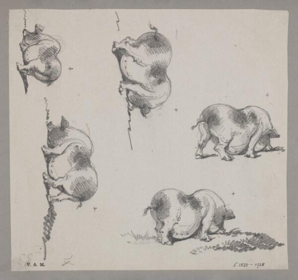 George Chinnery, Five drawings of a pig