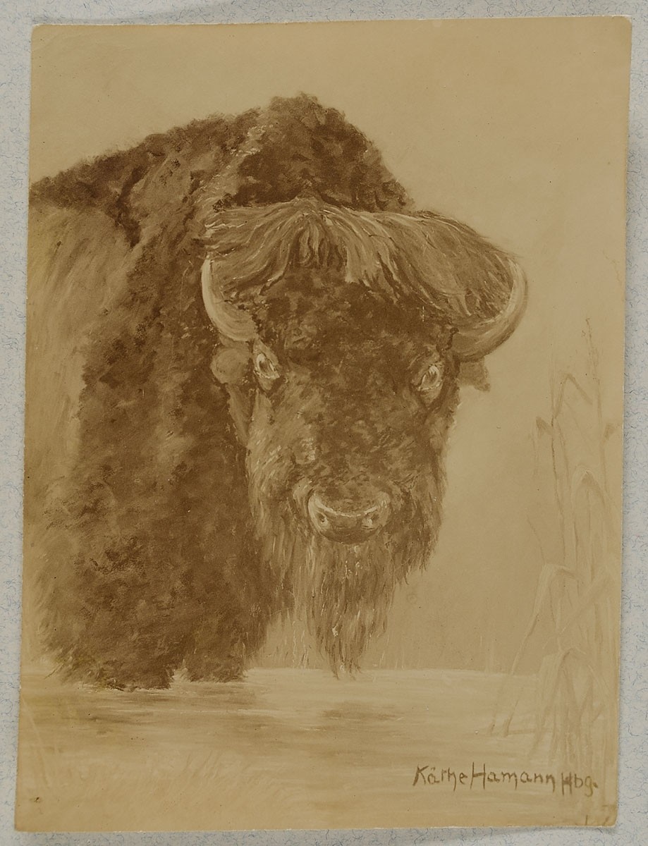 Johann Hinrich W. Hamann, Bison