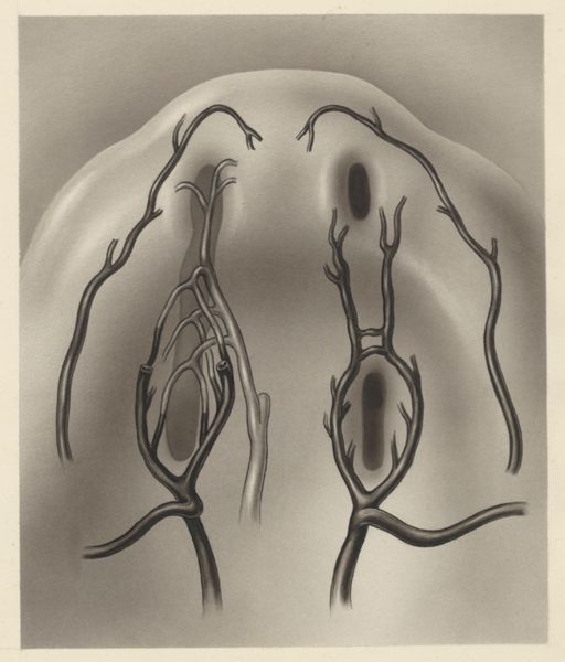 J Tinkelenberg, Cardiovascular system of an embryo
