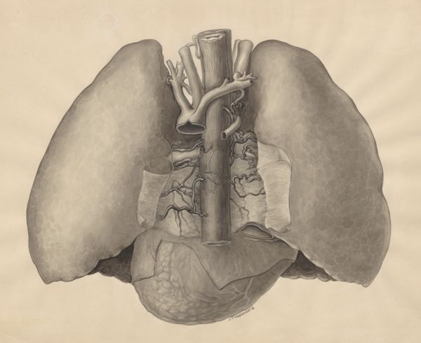 J Tinkelenberg, Heart and adjacent organs