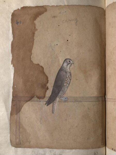 Unknown, Depictions of a Eastern peregrine falcon and Cherrug falcon of Northern India