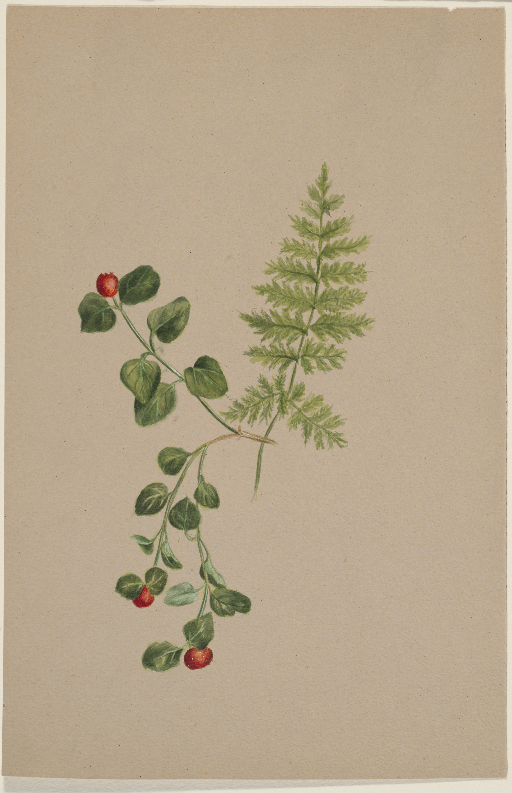 Mary Vaux Walcott, Partridgeberry (Mitchella repens)