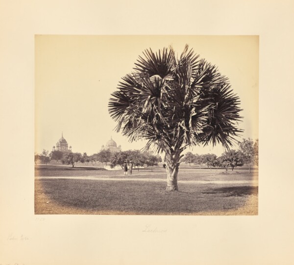 Samuel Bourne, Lucknow; Palm Tree Study