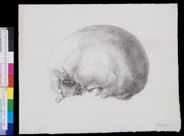 Gerard Sandifort, Skull, side view