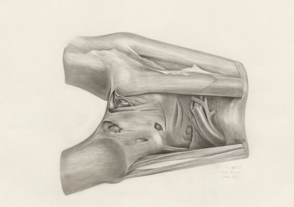 H.G Wetselaar, Muscular tissue of a mammal's upper extremities
