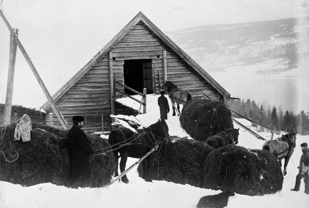 Anno Domkirkeodden, Høykjøring fra seter i Åstadalen til Skaug gård, Brøttum, Ringsaker. Fire hester med høylass. Til høyre er Ole Pedersen Faaberg. Til venstre er Gurilykkjen.
