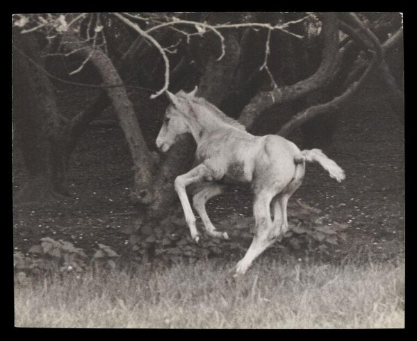 Hardy, Bert, The birth of a foal