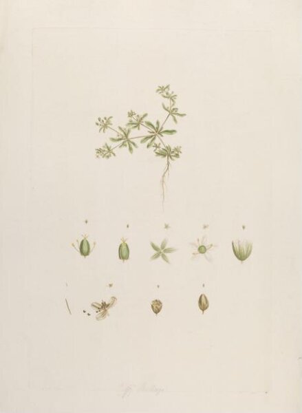 John Miller, Print