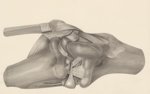 H.G Wetselaar, Muscular tissue on the hind leg of a lizard