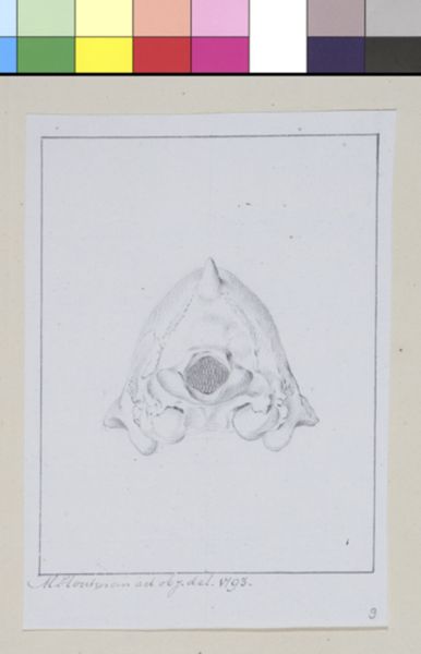 M Houtman, Animals: skull