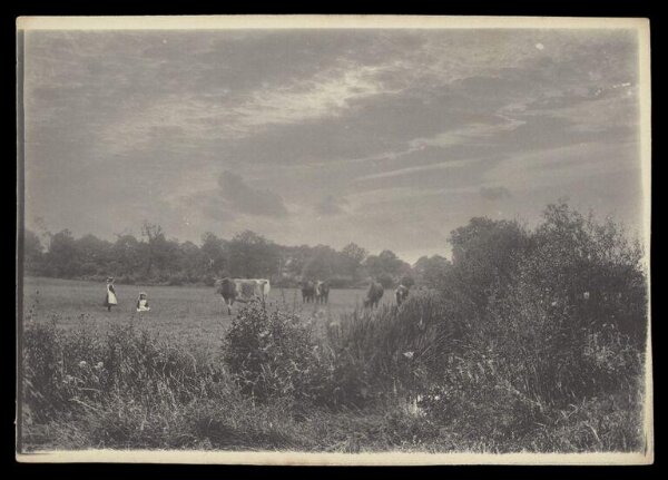 Gale, Lt. Col. Joseph, Cows and Young Girls in Field