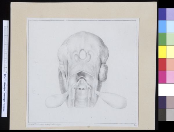 M Houtman, Animals: orangutan, respiratory system