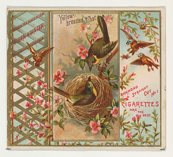 Allen & Ginter, Yellow-breasted Chat, from the Birds of America series (N37) for Allen & Ginter Cigarettes