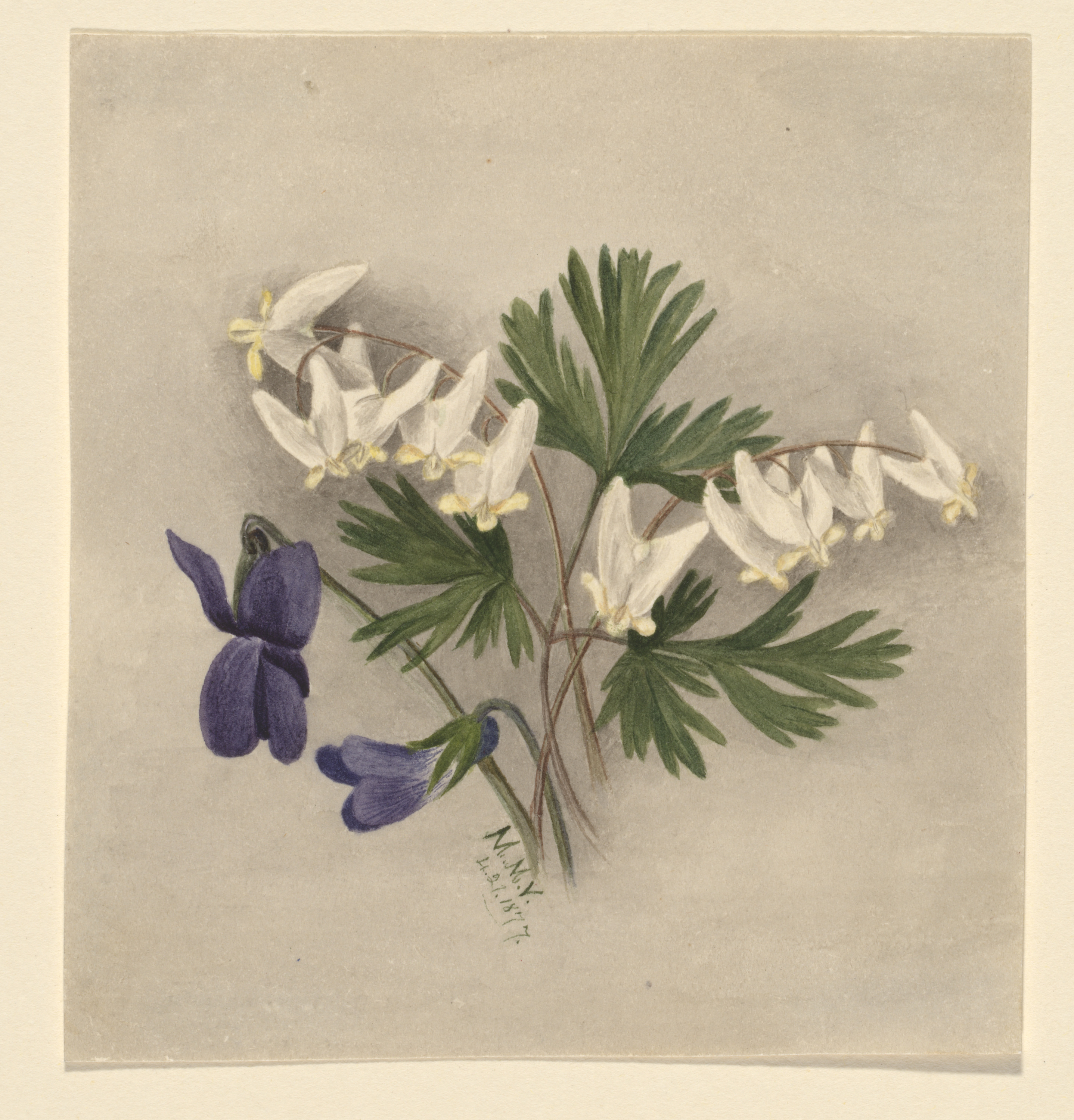 Mary Vaux Walcott, Dutchman's Breeches (Bikukulla cucullaria)