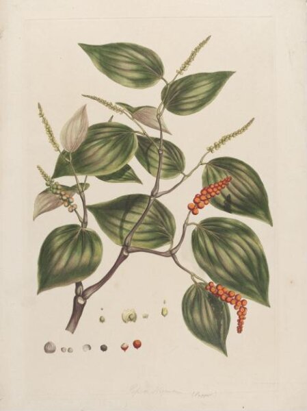John Miller, Print
