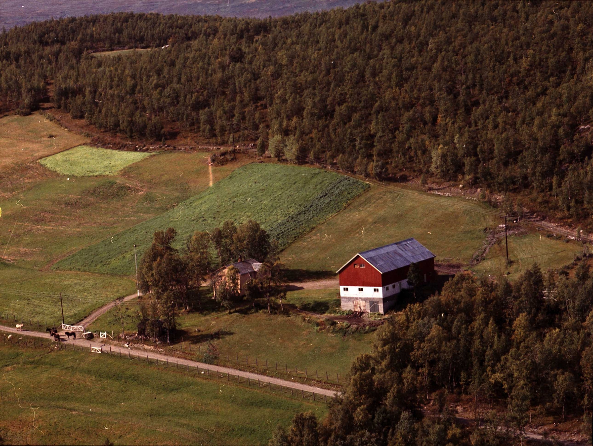 Widerøes Flyveselskap A/S, Oversikt over gårdsbruk, vei, kyr.