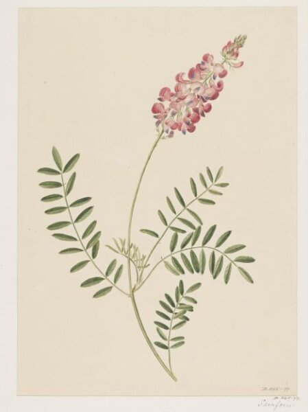 Unknown, Drawing
