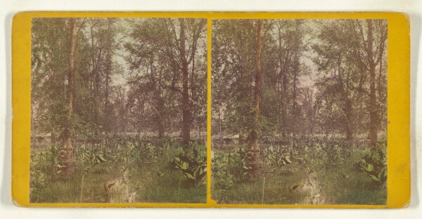 John B. Heywood, Study at the head of Cayuga Lake. [Ithaca, New York]