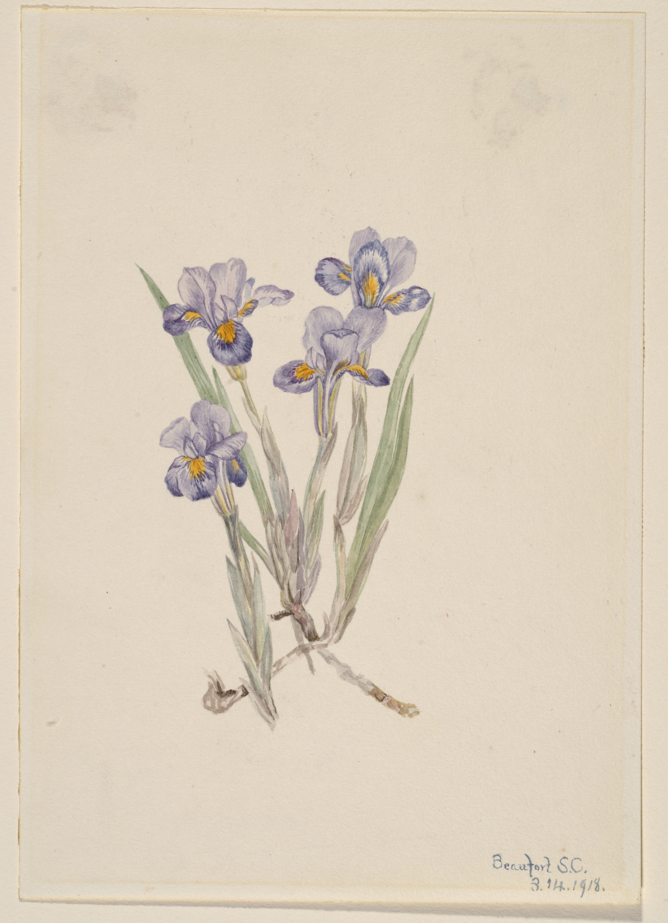 Mary Vaux Walcott, Vernal Iris (Iris verna)