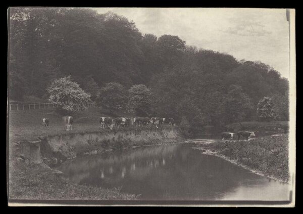 Gale, Lt. Col. Joseph, Cows by Watering Hole