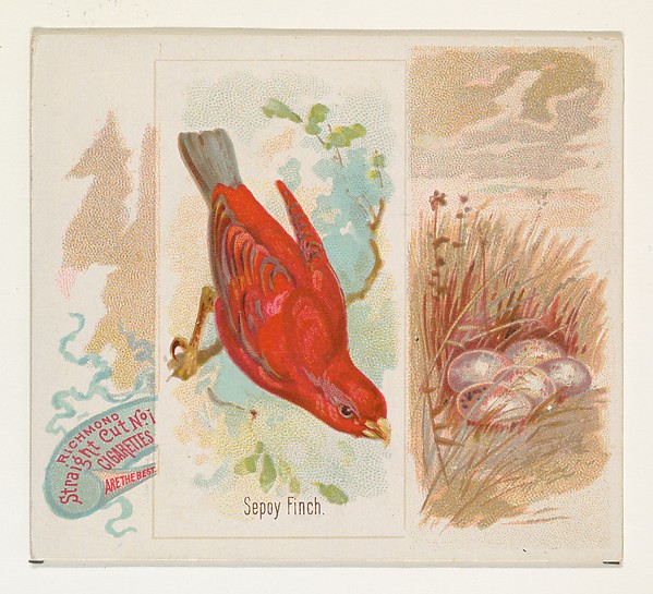 Allen & Ginter, Sepoy Finch, from the Song Birds of the World series (N42) for Allen & Ginter Cigarettes