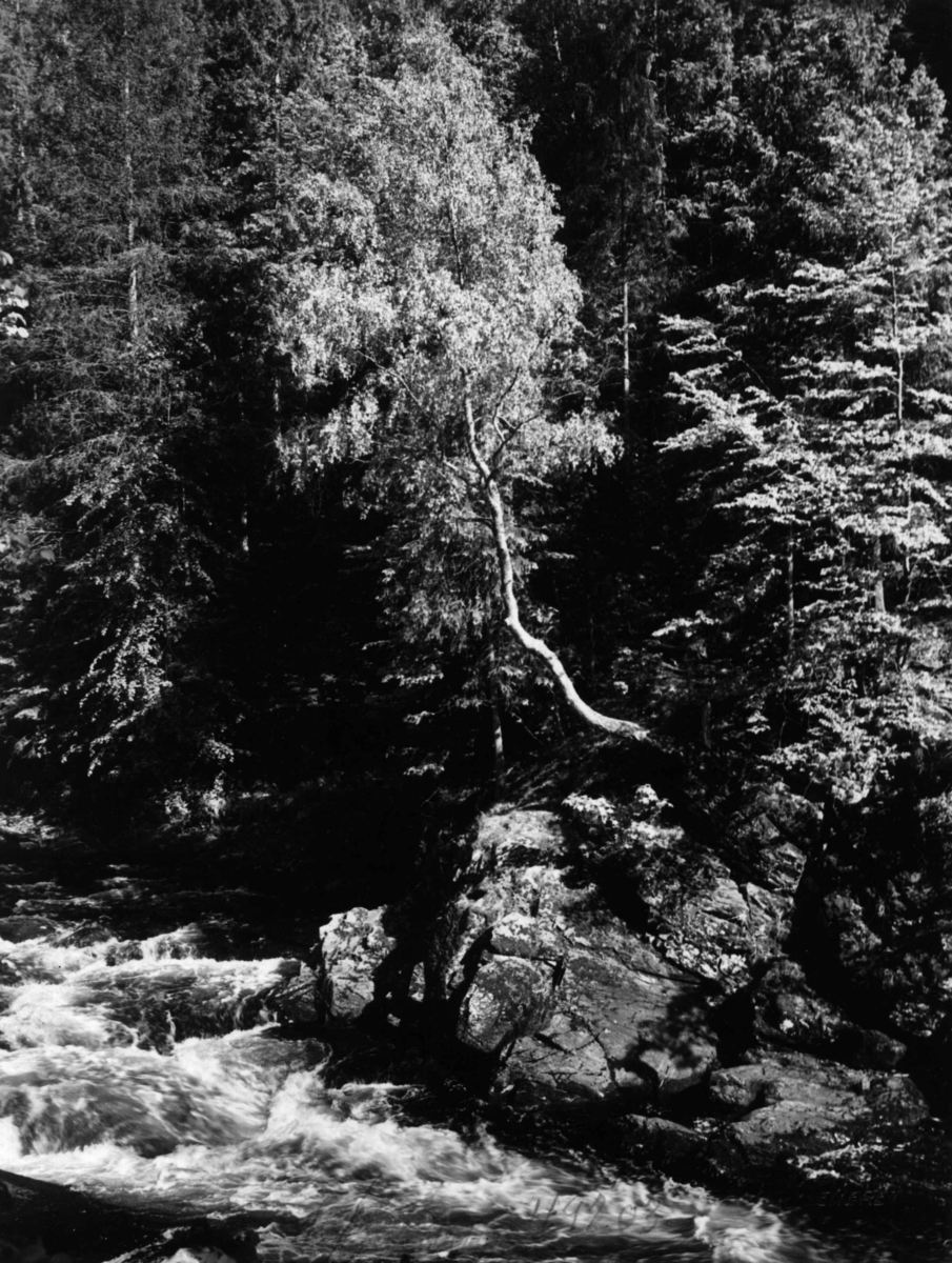Anders Beer Wilse, Lysakerelva