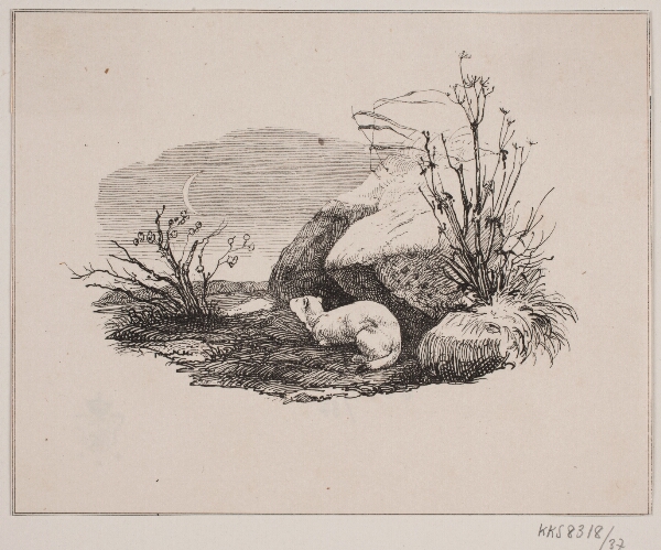 Adolph Kittendorff, Lækatten
