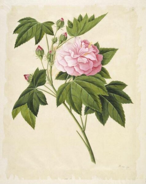Unknown, Cotton rose hibiscus