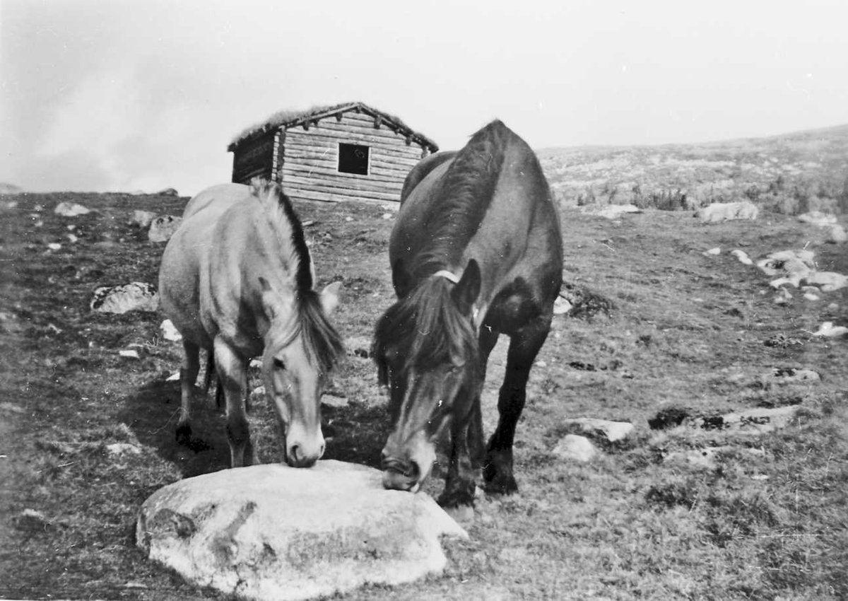 Rachel Haarseth, Hester, seterhus, naturforhold.
