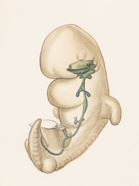 J Wetselaar-Whittaker, Internal organs of a human embryo