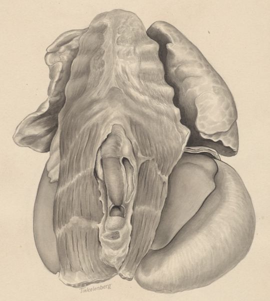 J Tinkelenberg, Part of the heart and circulatory system