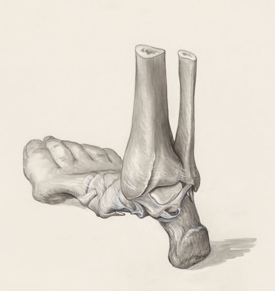J Wetselaar-Whittaker, Muscular tissue of the heel, seen from behind