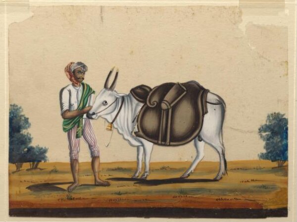 Unknown, A bullock carrying a leather mussack with a driver