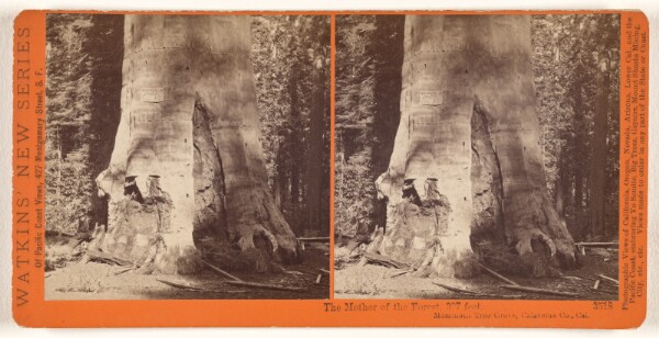Carleton Watkins, The Mother of the Forest, 327 feet, Mammoth Tree Grove, Calaveras Co., Cal.