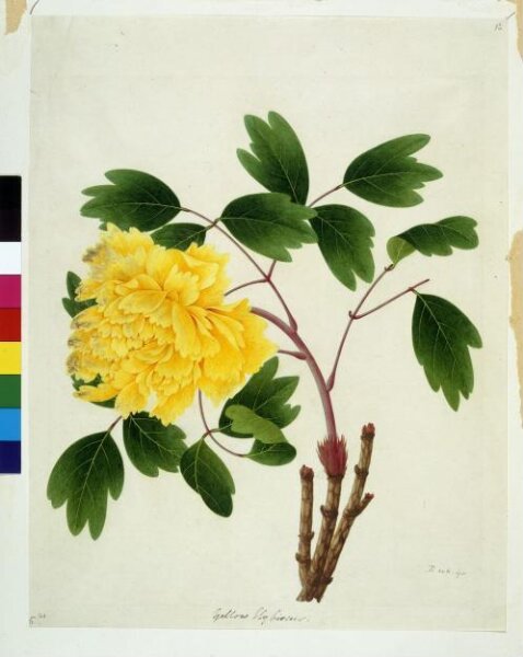 Unknown, Peony