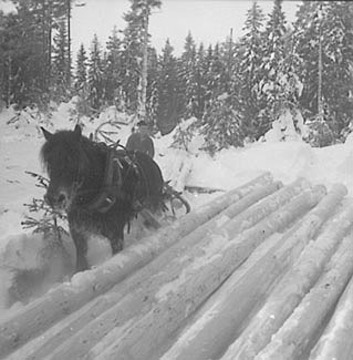 Anno Domkirkeodden, SKOGBRUK, TØMMERLUNNE, HEST, VINTER, STANGE